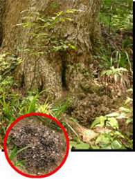 ミズナラの巨木の根本に自生する天然の舞茸