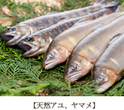 【天然アユ】